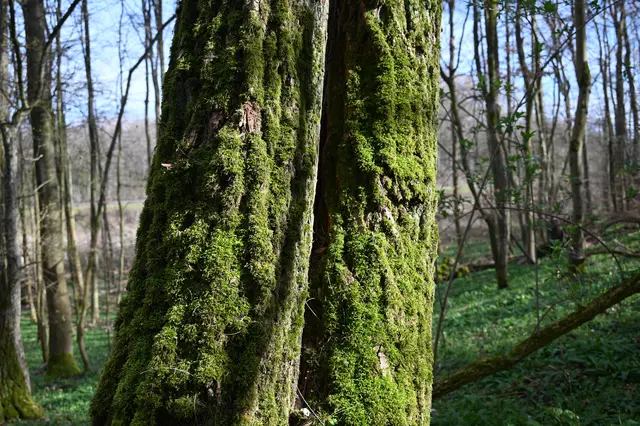 Moos am Stamm einer Robinie | Foto: Andrea Abt