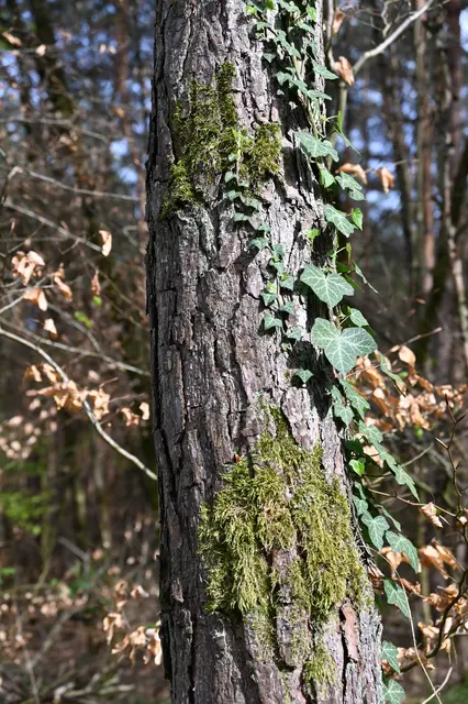Moos am Stamm einer Kiefer | Foto: Andrea Abt
