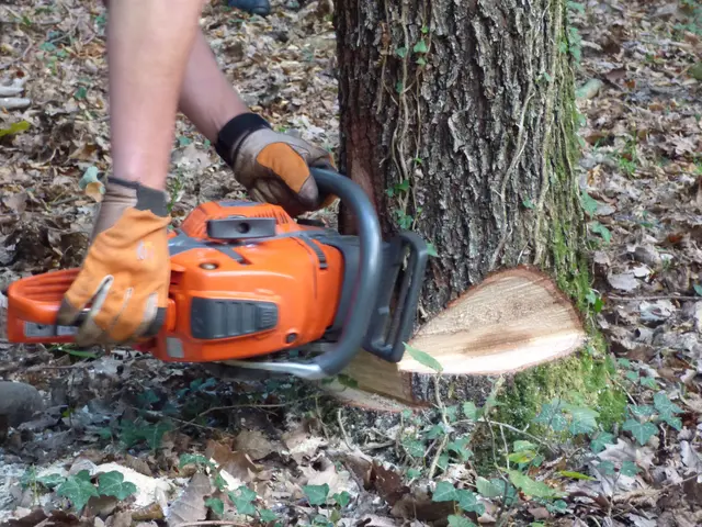 Fällübung | Foto: Norbert Zoz