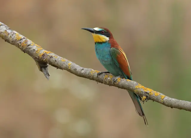 Bienenfresser | Foto: NABU/Carmen Schauroth