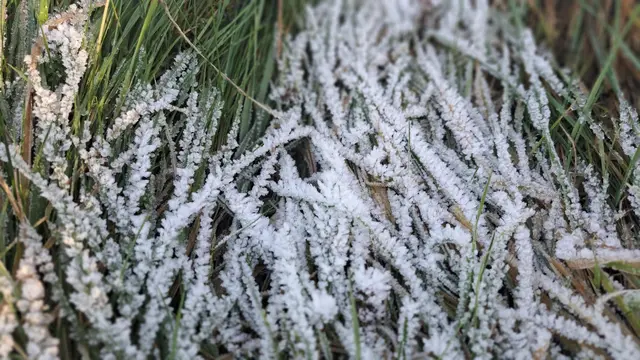Kristallkunst an Halmen | Foto: Monika Klein