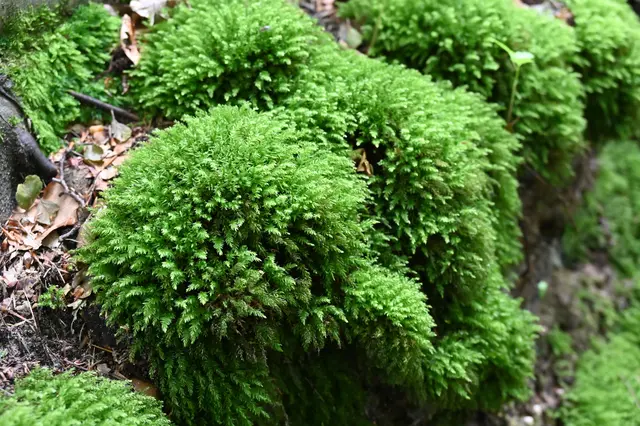 Moos im Bienwald nahe Otterbach | Foto: Andrea Abt