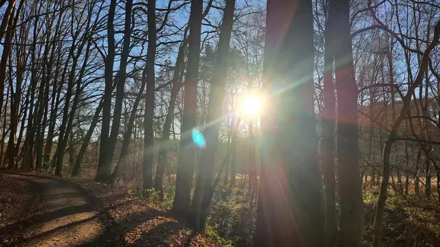 Ein Hain im Gegenlicht | Foto: Monika Klein
