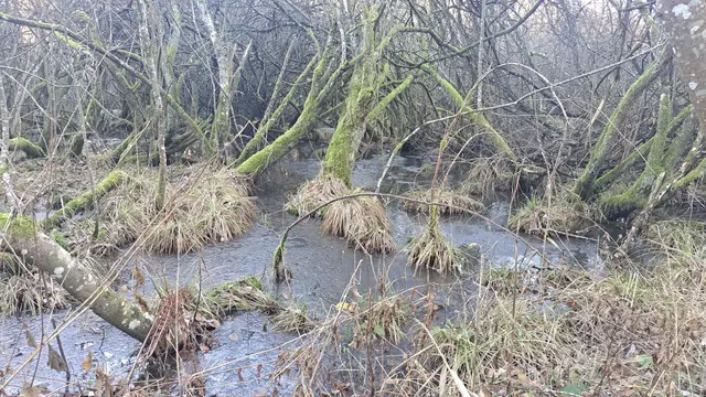 Eine mystische Komposition | Foto: Monika Klein