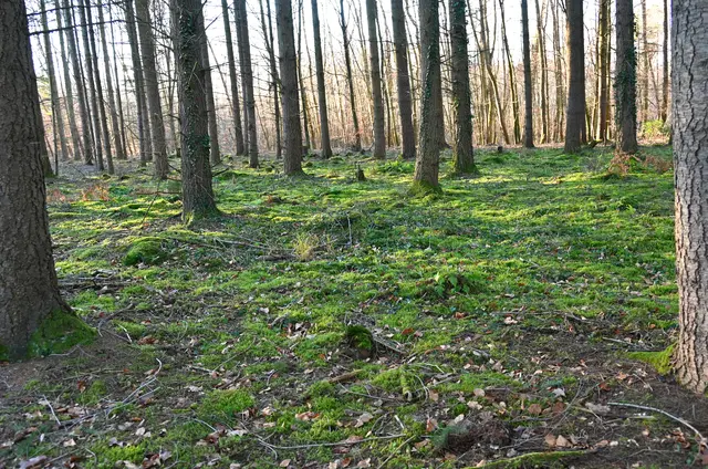 Moos im Februar | Foto: Andrea Abt