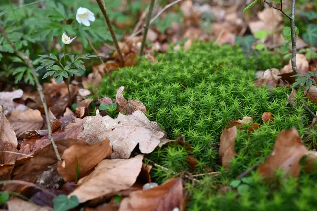 Moos im Bienwald | Foto: Andrea Abt