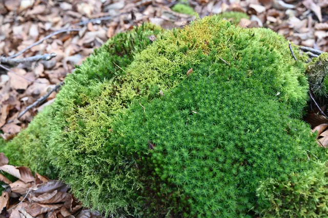 Verschiedene Moose nahe beieinander | Foto: Andrea Abt