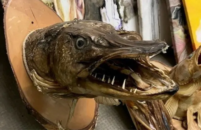 Ein präparierter echter Hechtkopf - offenbar ehemaliger Wandschmuck. | Foto: Stadt Neustadt