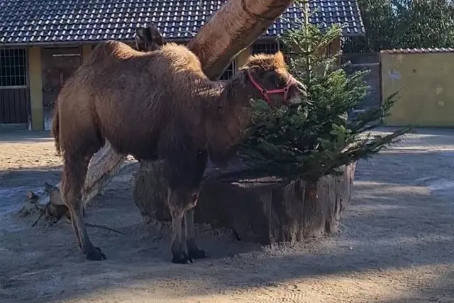Diesjähriger Trampeltier-Nachwuchs erkundet den spannenden Nadelbaum.
 | Foto: Zoo Heidelberg
