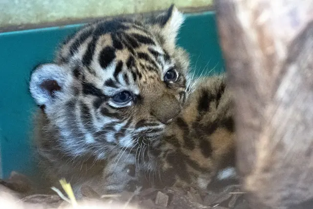 Erster Blick auf den Tigernachwuchs für Besucher – das Zoo-Team bittet um rücksichtsvolles Verhalten im Raubtierhaus. | Foto: Peter Bastian/Zoo Heidelberg