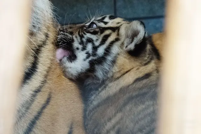 Erster Blick auf den Tigernachwuchs für Besucher – das Zoo-Team bittet um rücksichtsvolles Verhalten im Raubtierhaus. | Foto: Peter Bastian/Zoo Heidelberg