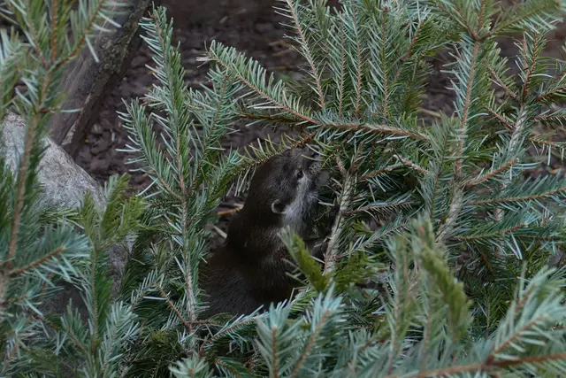 Toben unter der Tanne bei der Zwergotterfamilie. Winterliches Enrichment mit Tannenbäumen können Zoo-Freunde bei einem Besuch rund um den Jahreswechsel beobachten.
 | Foto: Zoo Heidelberg