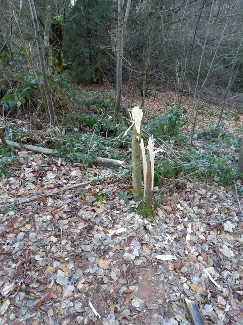 Ein Bild der Zerstörung: Die Bäume wurden mit Gewalt abgeknickt und gefällt | Foto: Klaus Alt/gratis