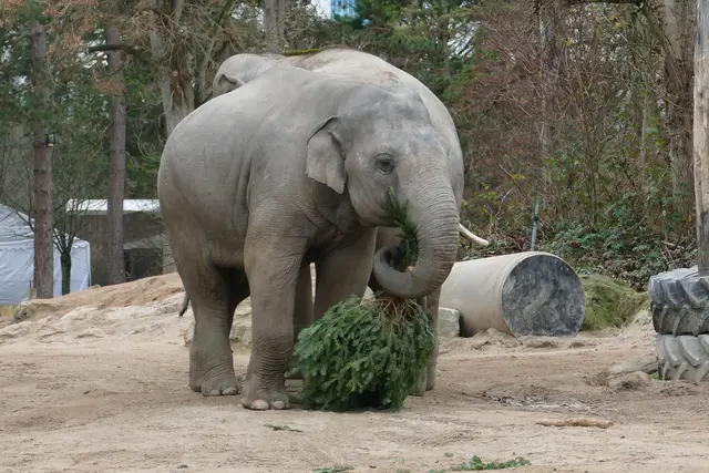 Winterlicher Snack bei den Asiatischen Elefantenjungbullen. | Foto: Petra Medan/Zoo Heidelberg