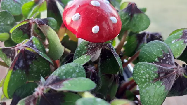 Wird gerne an Silvester verschenkt: Mit der richtigen Pflege bleibt Glücksklee lange erhalten  | Foto: Monika Klein