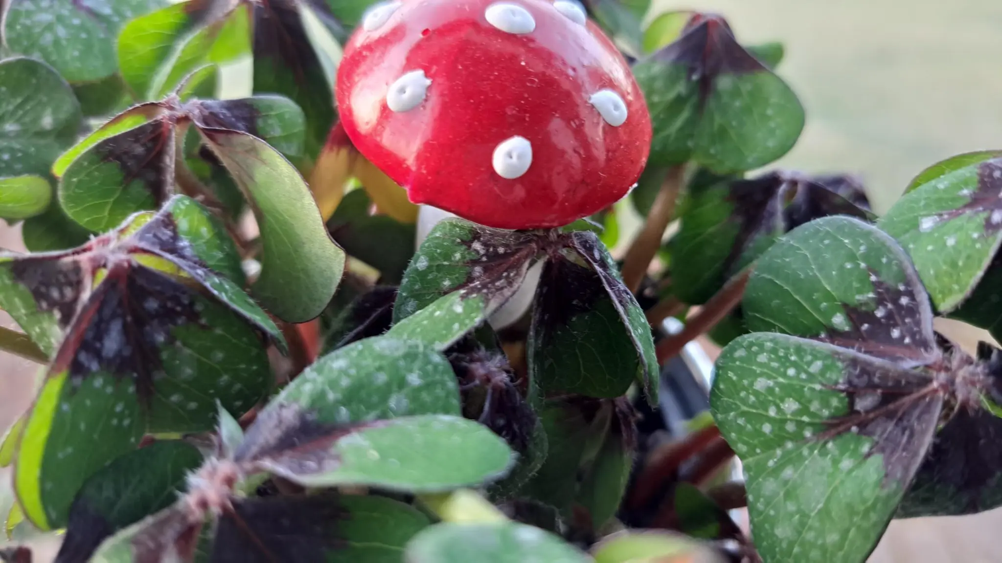 Gl-cksklee-pflegen-So-berlebt-das-Neujahrsgeschenk-und-bl-ht-sogar