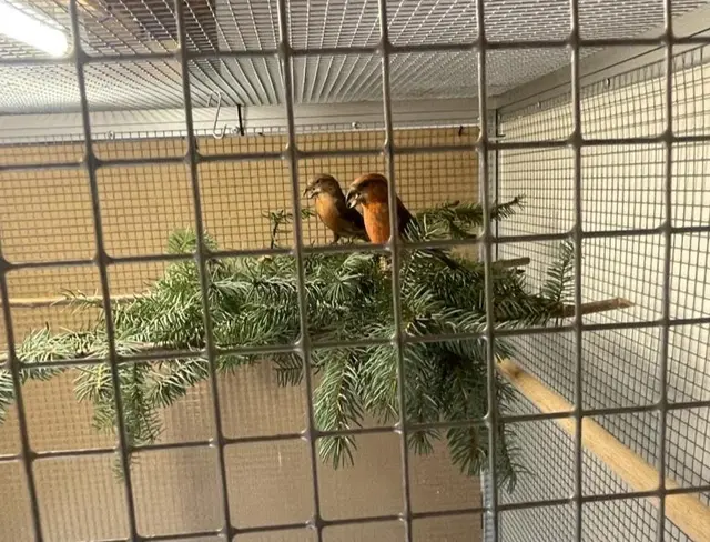 Das Bild zeigt Kiefernkreuzschnäbel (lat. Loxia pytyopsittacus) | Foto: Thomas Krahl/gratis