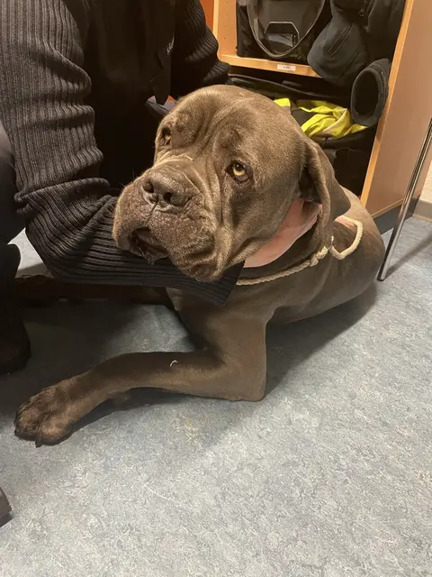 Die Beamten sicherten das Tier und brachten es anschließend in Obhut | Foto: Polizeipräsidium Westpfalz