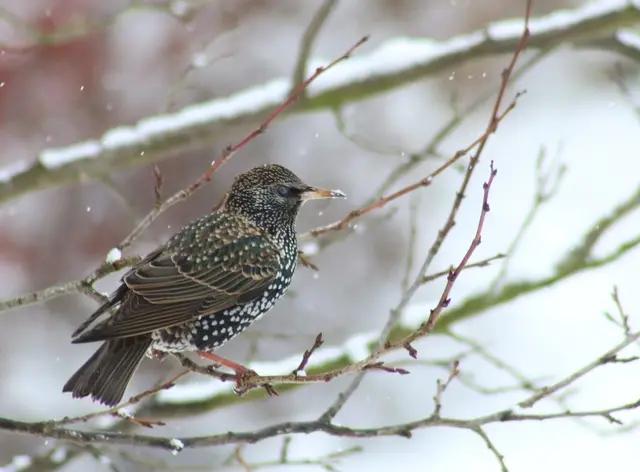 Zunehmend auch im Winter in Deutschland anzutreffen: der Star | Foto: gregorberlin 