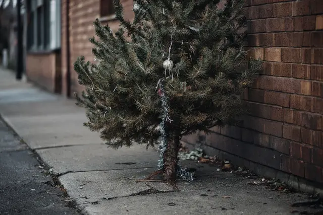 alter Christbaum am Straßenrand | Foto: Heike Schwitalla