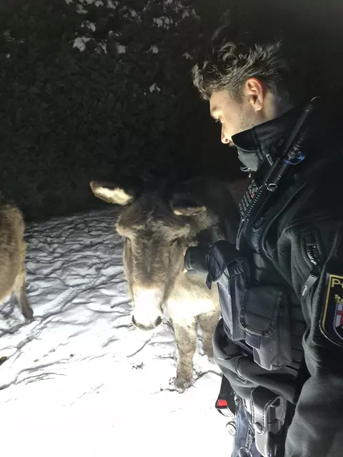 Nach Abschluss der Maßnahmen wurden die Esel wieder ihrem Besitzer übergeben | Foto: Polizeiinspektion Kirchheimbolanden