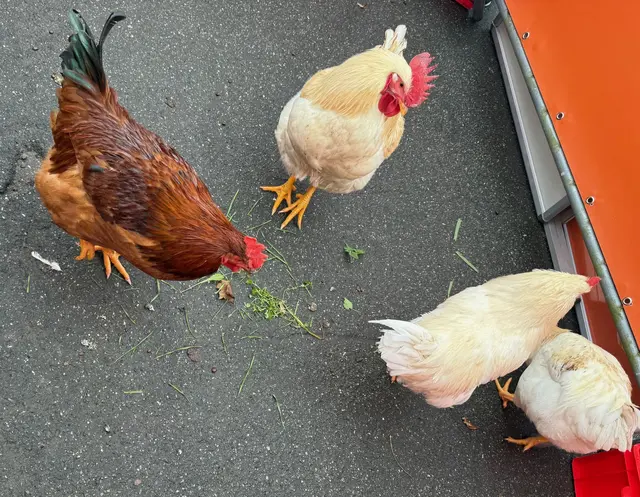 Vier Hähne auf Abwegen im Freizeitpark Haßloch. | Foto: Polizei Haßloch