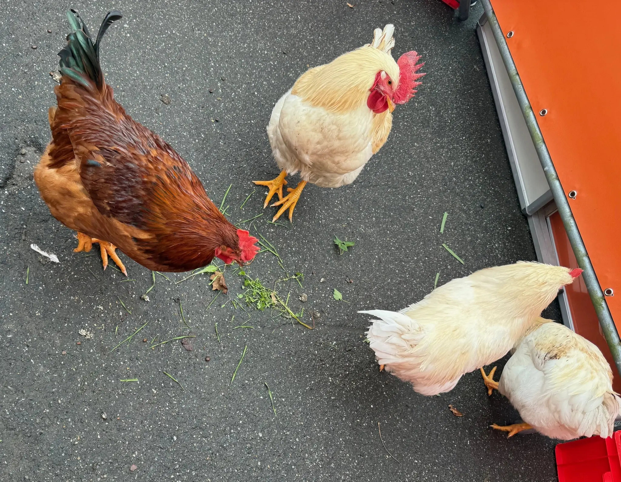 Ungew-hnlicher-Einsatz-Polizei-f-ngt-H-hner-im-Freizeitpark-ein