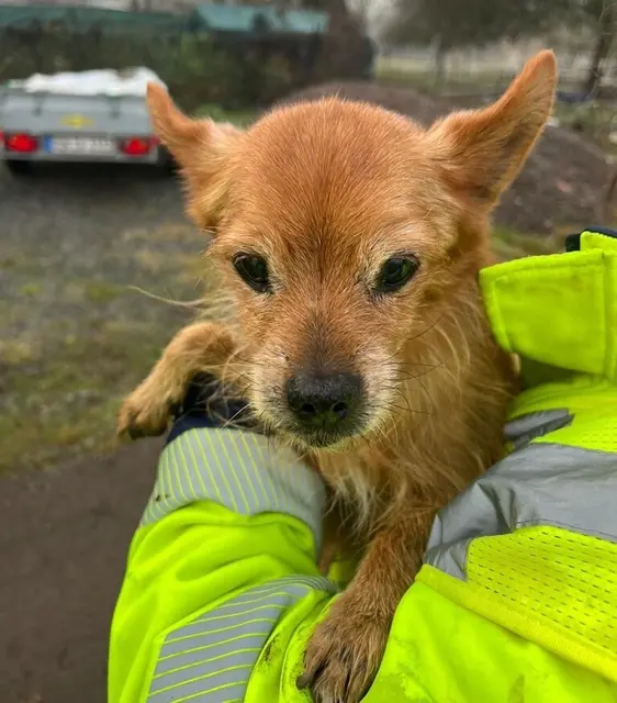 Die ehrenamtlichen Tierretter waren im Jahr 2025 bei 928 Einsätzen für Tiere in Not ausgerückt | Foto: Animal Sunshine Farm/gratis