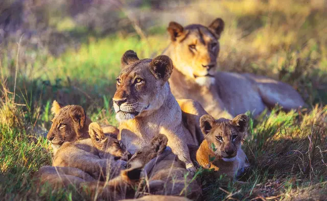 Löwen im Krüger Park | Foto: Stefan Weindl