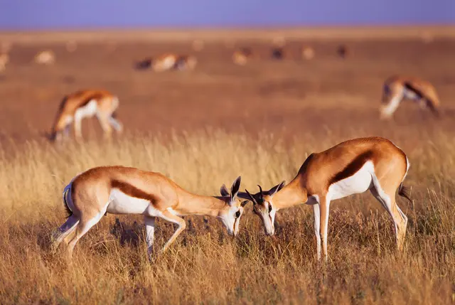 Etosha National Park | Foto: Stefan Weindl