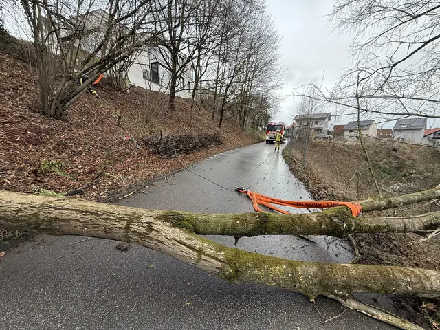 Der umgefallene Baum. | Foto: Feuerwehr Weinheim