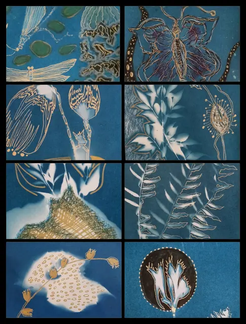 Cyanotypien Pflanzen und Insekten | Foto: Judith Boy