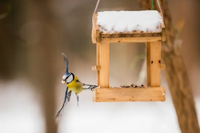 Vögel füttern im Winter: Bei kaltem Wetter freuen sich die Tiere über Unterstützung mit Körner- und Fettfutter | Foto: Christoph Soeder/dpa/dpa-mag