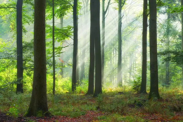 Die Wildnisschule am Donnersberg e.V. lädt zu zwei unverbindlichen Informationsveranstaltungen ein | Foto: Piotr Krzeslak/stock.adobe.com