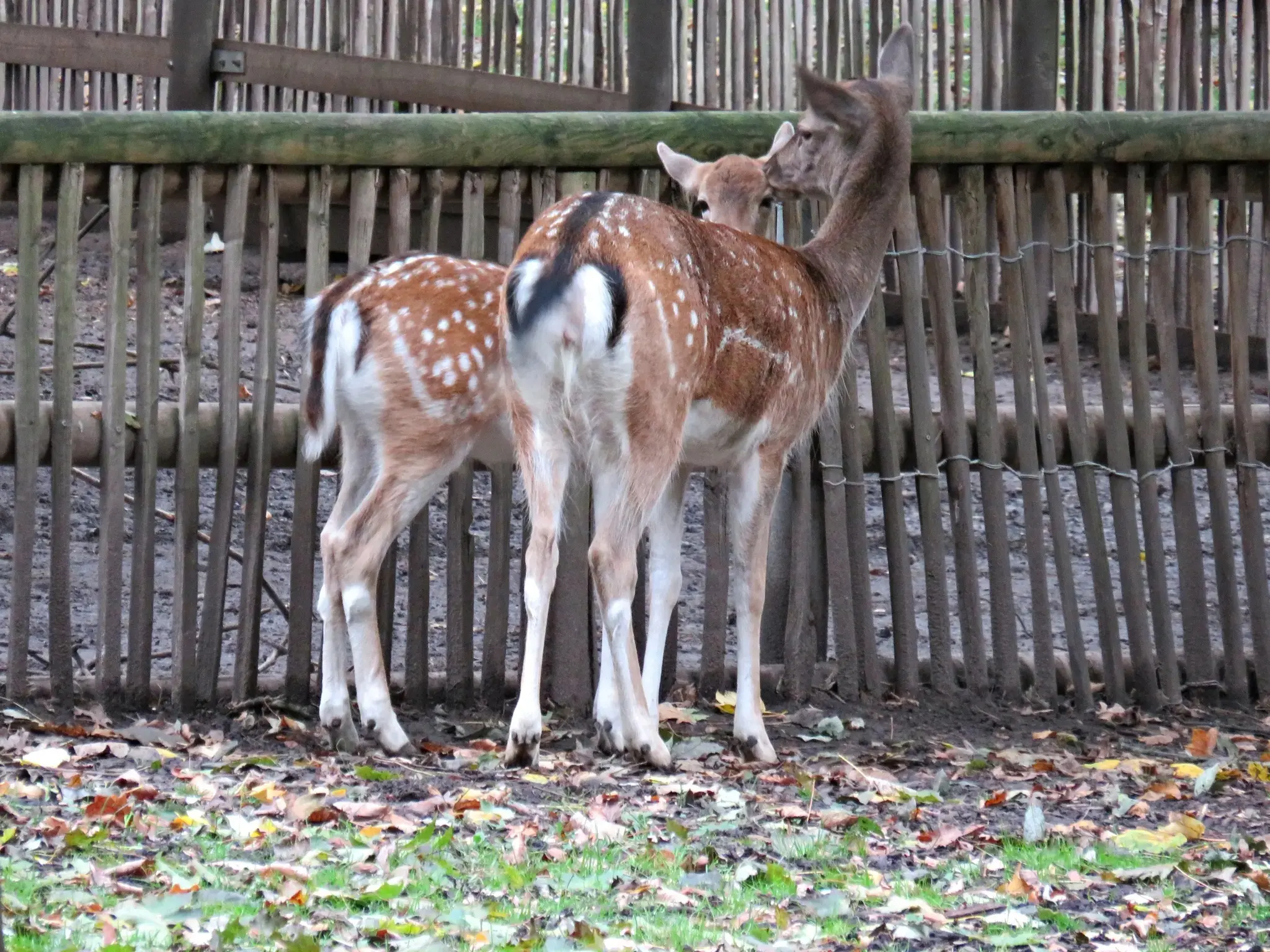 Wildpark-mit-Magnetwirkung-Erlebnisprogramm-2026-lockt-Familien-an