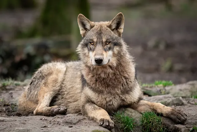 Wolf Symbolbild | Foto: AB Photography/stock.adobe.com