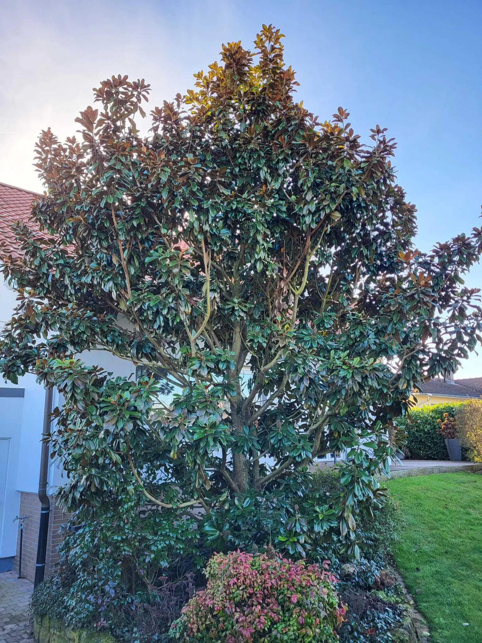 Wundersch-ner-Magnolienbaum-sucht-ein-neues-Zuhause-