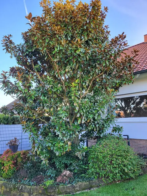 Foto: Rudi Birkmeyer