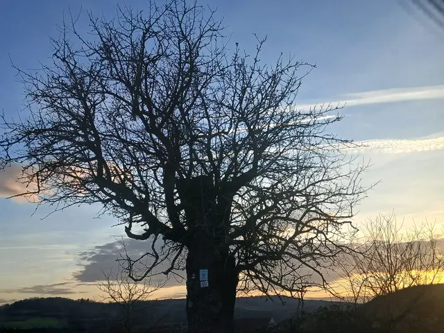 Foto: ELISABETH WEBER