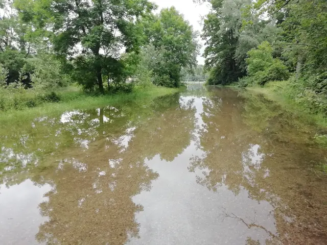 Ganze Parkplatzflächen in den Rheinauen, die Erholungsort sind, waren im Juni 2024 geflutet.  | Foto: Julia Glöckner