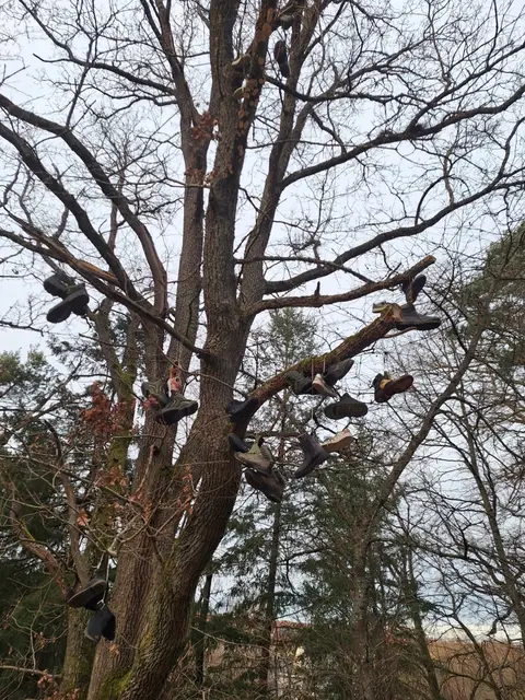 schuhbaum | Foto: ich