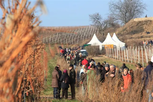 Das erste kulinarische Highlight des Jahres in der Region: die Freinsheimer Rotweinwanderung.  | Foto: Verkehrsverein Freinsheim