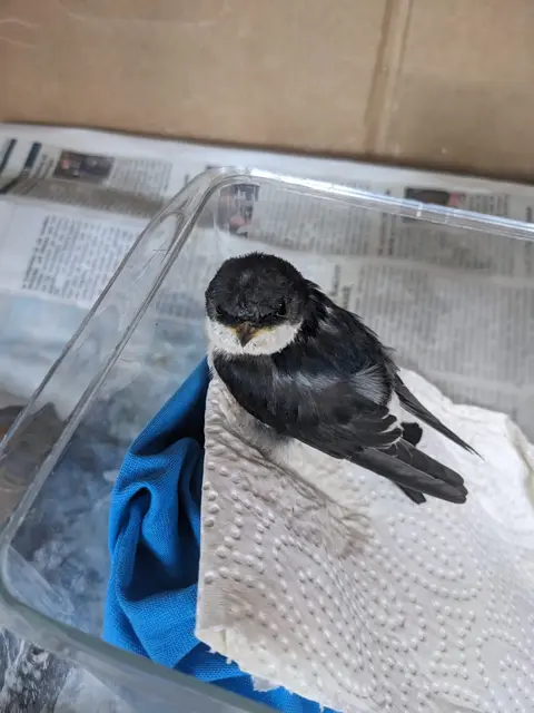 Eine geschwächte Mehlschwalbe während der Pflege: Der praxisnahe ORBEA-Workshop „Erste Hilfe für Wildvögel“ am Sonntag, 15. März, auf der ORBEA-Station im Maudacher Bruch, vermittelt grundlegendes Wissen zum Umgang mit verschiedenen Wildvogelarten. Behandelt werden sowohl biologische Grundlagen als auch das artspezifische Handling – von Singvögeln und Stadttauben bis hin zu Greifvögeln. Ziel ist es, im Ernstfall verantwortungsvoll zu handeln und die Tiere bestmöglich zu unterstützen.  | Foto: Foto: ORBEA