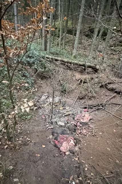 Blick auf den Fundort im Naturschutzgebiet Königsbruch zwischen Fischbach und Rumbach. Nach Angaben von PETA lagen dort mehrere Wildschweinleichen, teils offenbar schon seit längerer Zeit. | Foto: PETA