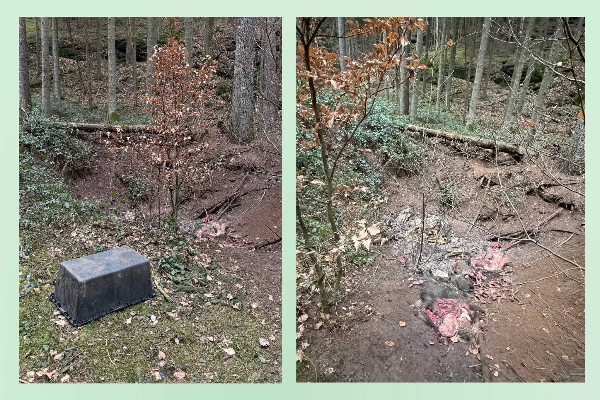 Verst-render-Fund-bei-Fischbach-im-Pf-lzerwald-Mehrere-Wildschweinleichen-entdeckt