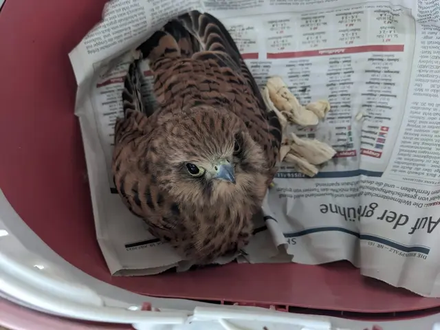 
Ein verletzter Turmfalke in Pflege: Solche Situationen stehen im Mittelpunkt des ORBEA-Workshops „Erste Hilfe für Wildvögel“ am Sonntag, 15. März, auf der ORBEA-Station im Maudacher Bruch. Die Teilnehmenden lernen, wie eine richtige Erstversorgung aussieht, wie Vögel artgerecht gefüttert und bis zur fachlichen Weiterbehandlung sicher untergebracht werden. Dabei wird auch thematisiert, welche Maßnahmen sinnvoll sind – und welche dem Tier schaden können. 
 | Foto: Foto: ORBEA