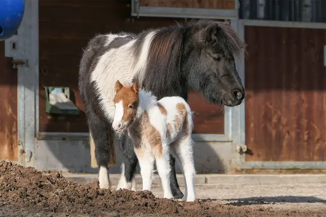 Stute Elli kümmert sich aufmerksam um ihren ersten Nachwuchs. | Foto: Heidrun Knigge/Zoo Heidelberg