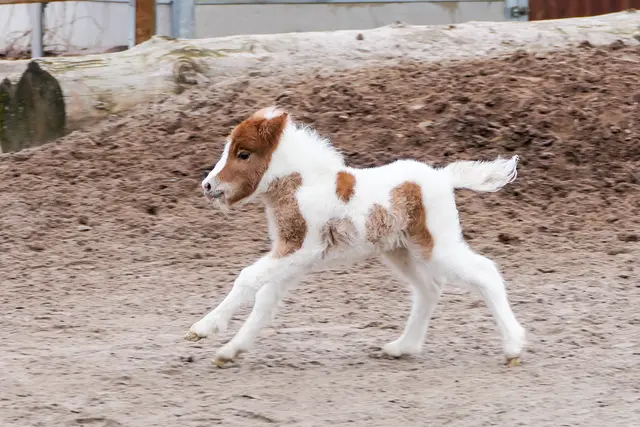 Das kleine Fohlen ist schon jetzt sehr aufgeweckt. | Foto: Heidrun Knigge/Zoo Heidelberg
