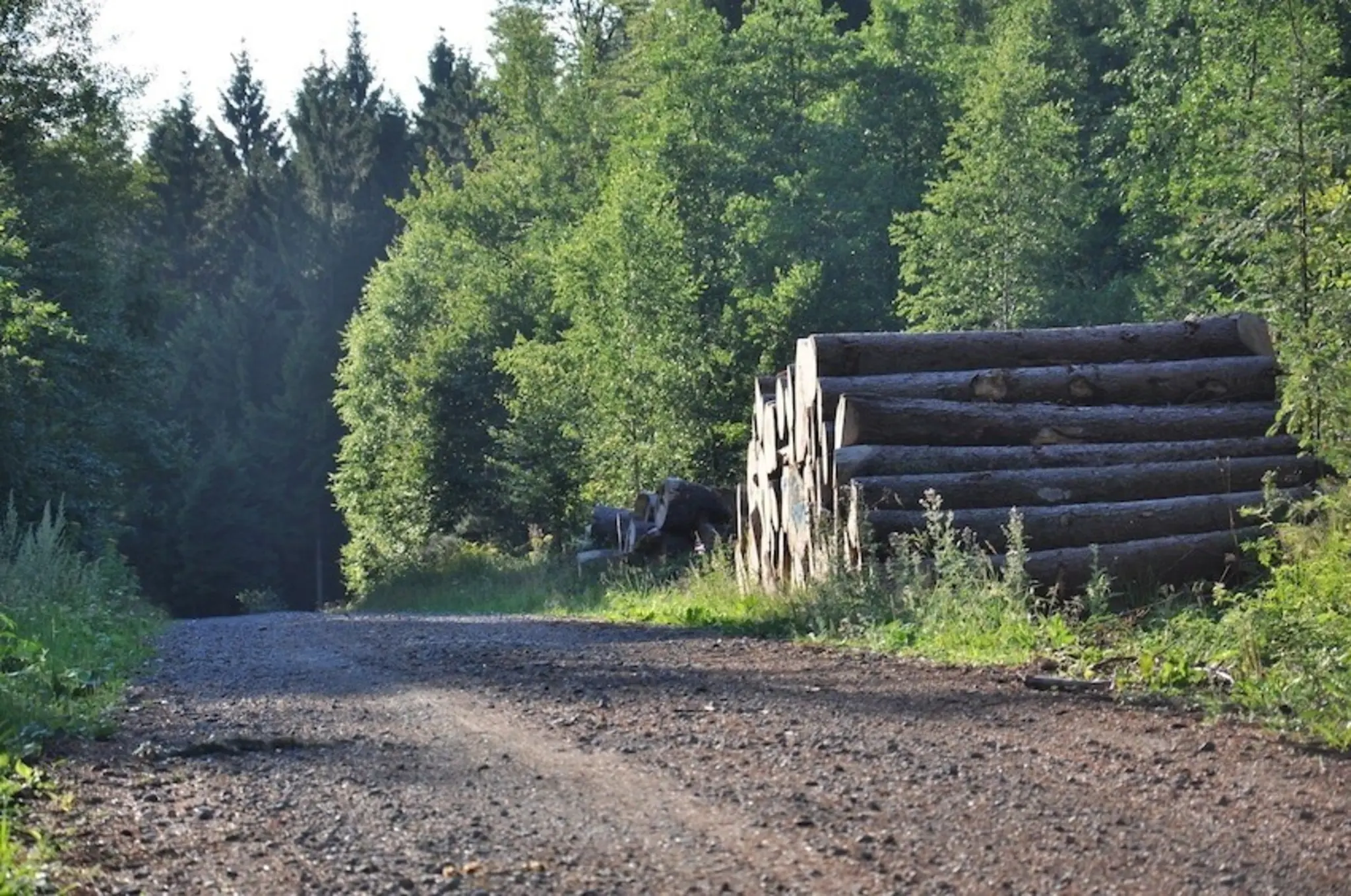 GPS-Tracker-gegen-Holzdiebstahl-im-Forstamt-Kaiserslautern