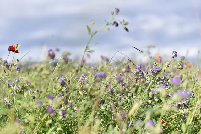 Wiese Symbolbild | Foto: Anne Sahler